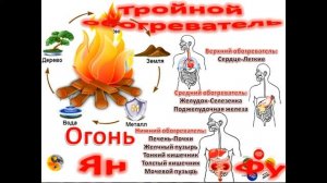 Теория У-Син. Чжан(ИНЬ) и Фу(ЯН) органы. Часть 2.  Фу органы