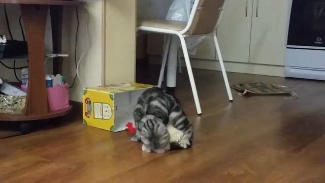 Кошка топчет петуха смотреть онлайн