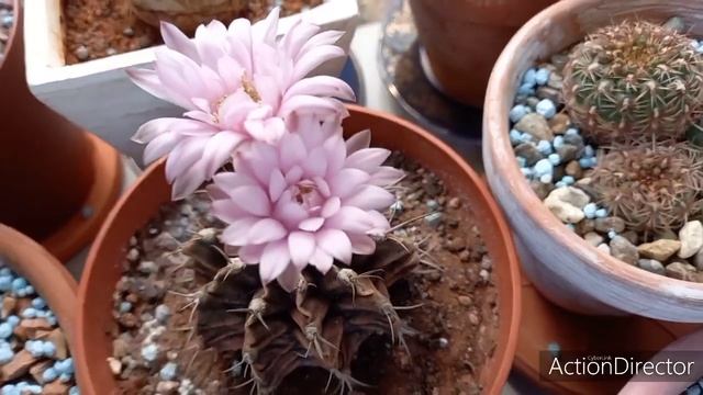 7?Цветут Кактусы И Сукуленты смотреть онлайн