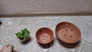 Горшок для эпифитов, выращивание папоротников.