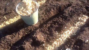 Посадка кедровых орехов-2 й день