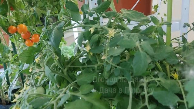 Мой Огород На Балконе. Выращиваю Помидоры, Огурцы, Клубнику, Перец. Обзор Огорода На Балконе 2023