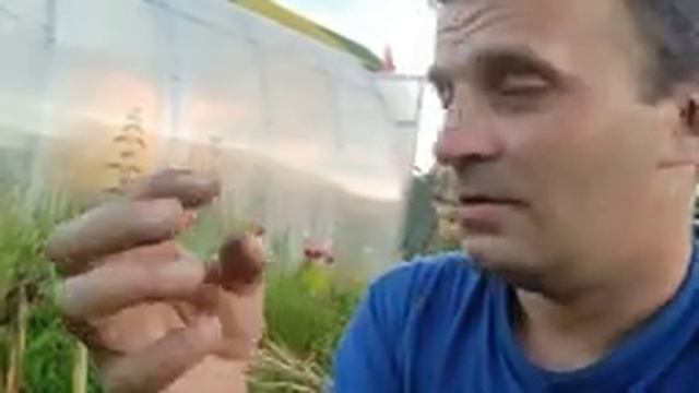 Гигантский чеснок. Как выращивать крупный чеснок.