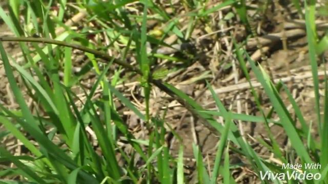 Первый день мая, река Оршица Оршанский район смотреть онлайн