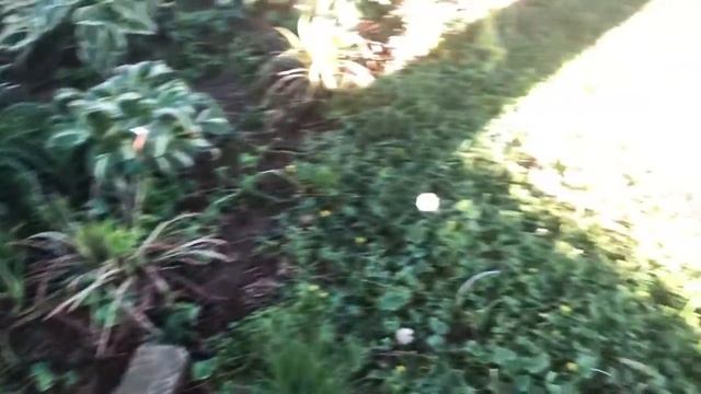 ПАСХА В АМЕРИКЕ. смотреть онлайн