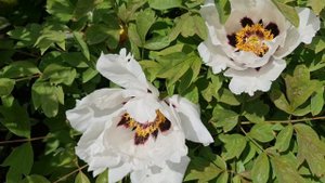 НЕ БОЙТЕСЬ сажать ДРЕВОВИДНЫЕ ПИОНЫ! они растут БЕЗ УХОДА и зимуют БЕЗ УКРЫТИЯ!