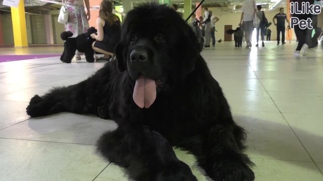 Какие породы собак хорошо ладят с кошками? смотреть онлайн