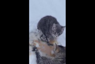 Котята примёрзли к земле