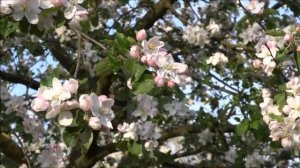 Яблонная плодожорка | Сельскохозяйственный вредитель