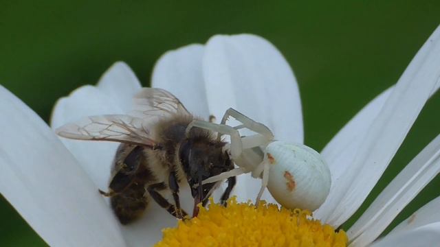 Flower crab spider catches bee. Veränderliche Krabbenspinne fängt Biene. смотреть онлайн