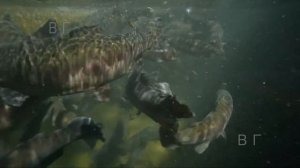 Речни чудовища (River monsters)