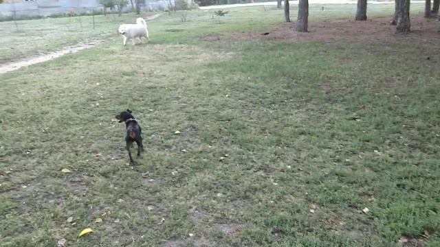 Цвергпинчер и здаровенный Самоед смотреть онлайн