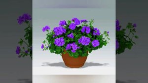 Герань в доме. Приметы и суеверия. Магические свойства.