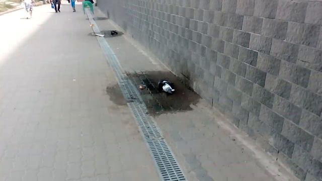 Купание, жара в Волгограде смотреть онлайн