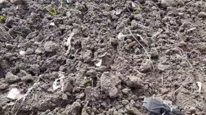 Борьба с сорняками на чесноке Стомп 330. Вносим по влажной земле, после боронования!!! Нормы.