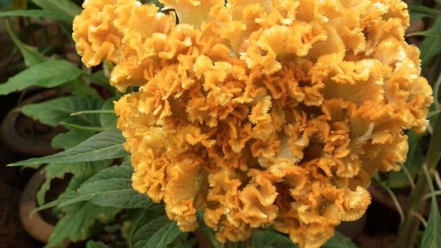 Amazing anf Most Beautiful Cockscomb Flowers | Celosia Flowers смотреть онлайн