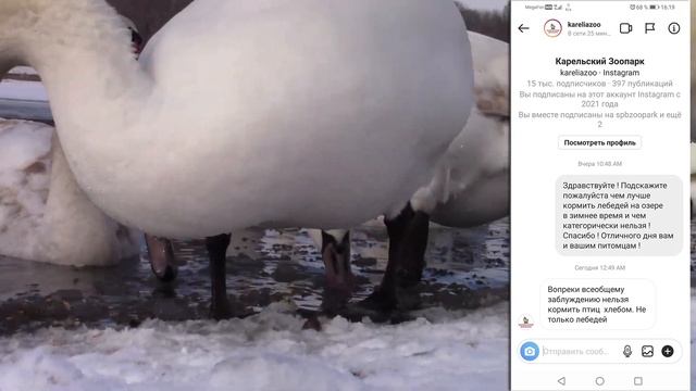 Лебеди на озере: чем кормить? смотреть онлайн