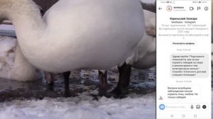 Лебеди на озере: чем кормить?