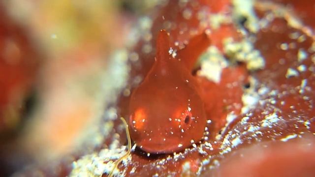 INON M67LensAdapterBase MCTZ10 смотреть онлайн