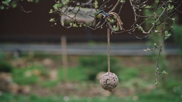 Весенняя подкормка птиц! Кормовые шарики. Лазоревка, дятел, воробей, скворец, большая синица.
