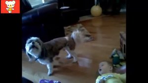 Приколы дети и животные  Усатые няни