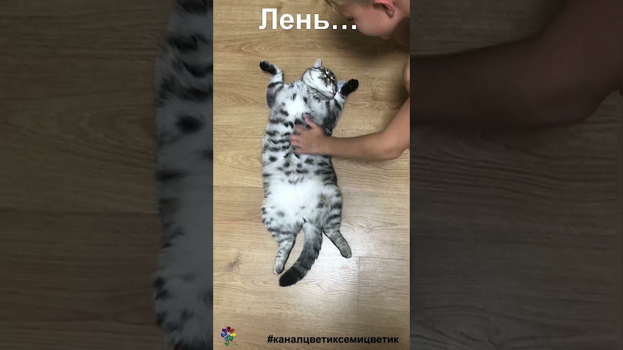 Котика лень одолела Коту лень к лицу (к мордочке) #shorts смотреть онлайн