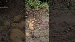 водяная полёвка,  ворует картошку. вредители