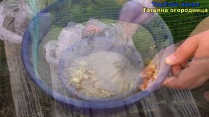 Посыпьте междурядья моркови этой смесью и увидите какой здоровой и сладкой она вырастит!