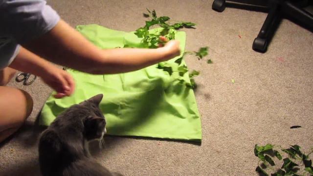 DIY Poison Ivy Costume смотреть онлайн