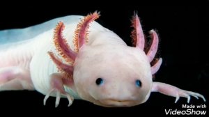 Тайны. Аксалотль. Интересные факты.  7 фактов . Амбистом