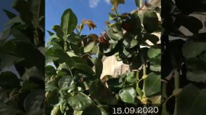 Розы на штамбе (покупка роз)