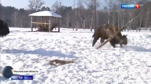 Зубры в заповеднике живут в условиях сильных морозов