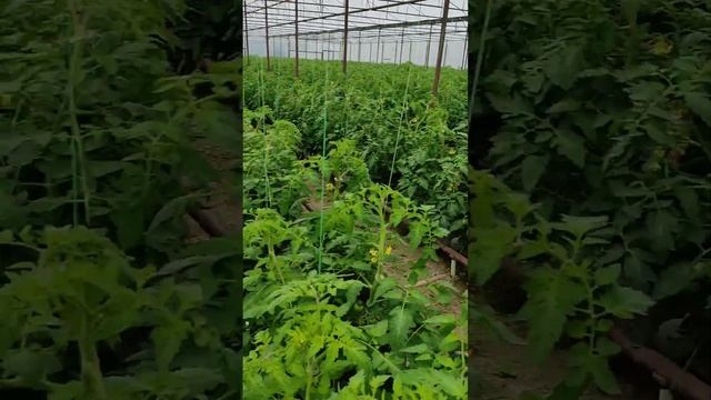 Томат Пинк Парадайз 5000 кустов на 20 сотках смотреть онлайн