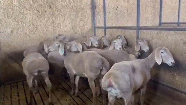 Гиссар қойлар.Ярки.Gissar sheep.#гиссар #ауыл #баран  #қой #овца #sheep #куйбозор  #қойшаруашылығы