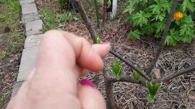 Гортензия, которая плачет/Я еще такого не видела./Продолжение истории. смотреть онлайн