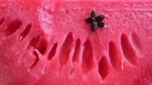 ЧТО БУДЕТ ЕСЛИ ЕСТЬ АРБУЗ С КОСТОЧКАМИ?