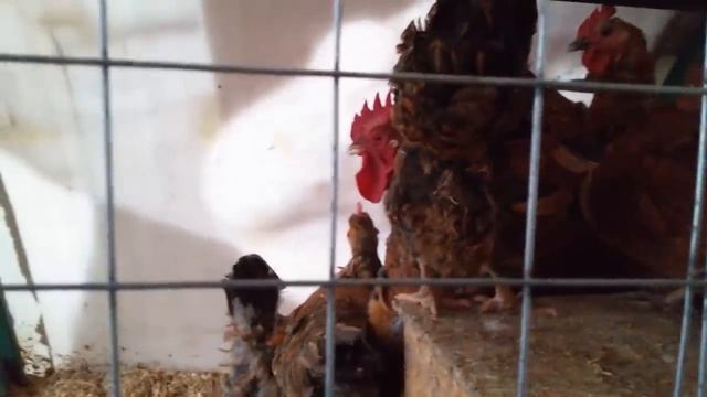 Чистим курятник после индюков смотреть онлайн