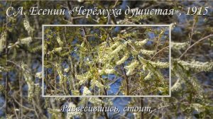 С.А. Есенин «Черёмуха душистая с весною расцвела»