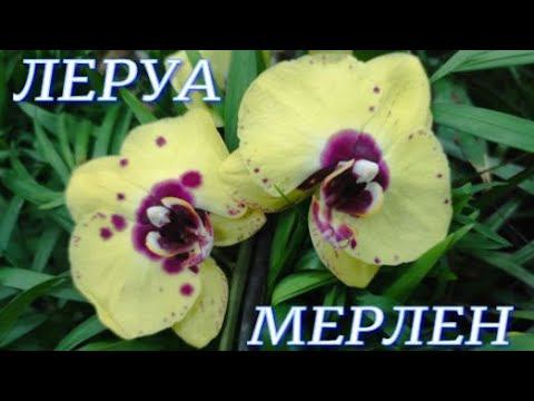 №759/ ШИКАРНЫЕ орхидеи от МОСКОВСКОГО поставщика в ЛЕРУА МЕРЛЕН