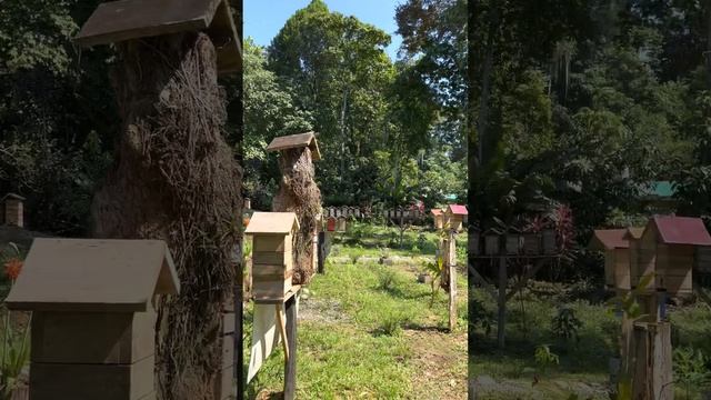 Пасека с пчёлами без жал в Коста-Рике. Api-Agricultura. Экскурсия на пасеку. Круиз по Южным Карибам