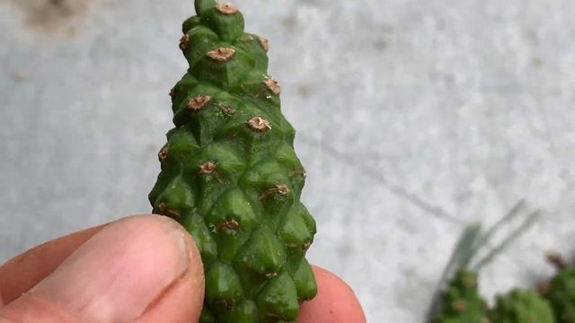 ЗДОРОВЬЕЭТО ВОЗДУХ СЧАСТЬЯ.Шишка в меду.