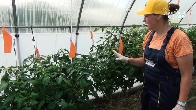 Томаты завершковались: что можно сделать для продолжения завязей. Как правильно пасынковать смотреть онлайн