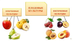 Классификация культурных растений (Технология. 5 класс. В. М. Казакевич).