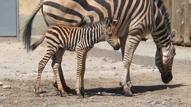 Малыш зебры родившийся в Одесском зоопарке смотреть онлайн
