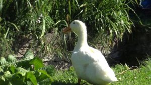 АГИДЕЛЬ. Лучшая утка для содержания.