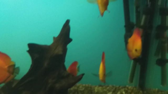 Посещение океанариума в Бердянске смотреть онлайн