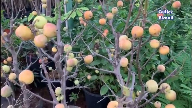 Plant Nursery Visit | Garden Shopping | Friday Market | Fujairah | UAE