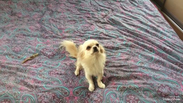 Эти смешные и самые милые чихуахуа🐶 смотреть онлайн