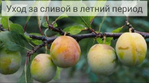 Уход за сливой в летний период.