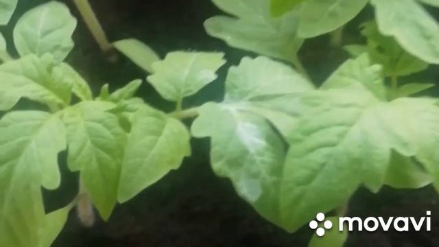 Рассада томатов Гигант Новикова и Розовый Агат смотреть онлайн